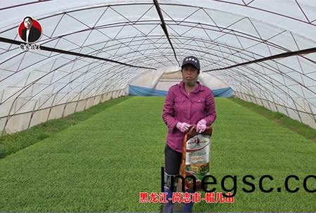 黑龍(long)江-尚(shang)誌市-戼兒山